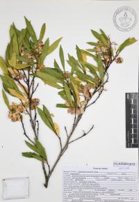Dodonaea viscosa image