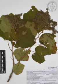Heliocarpus terebinthinaceus image