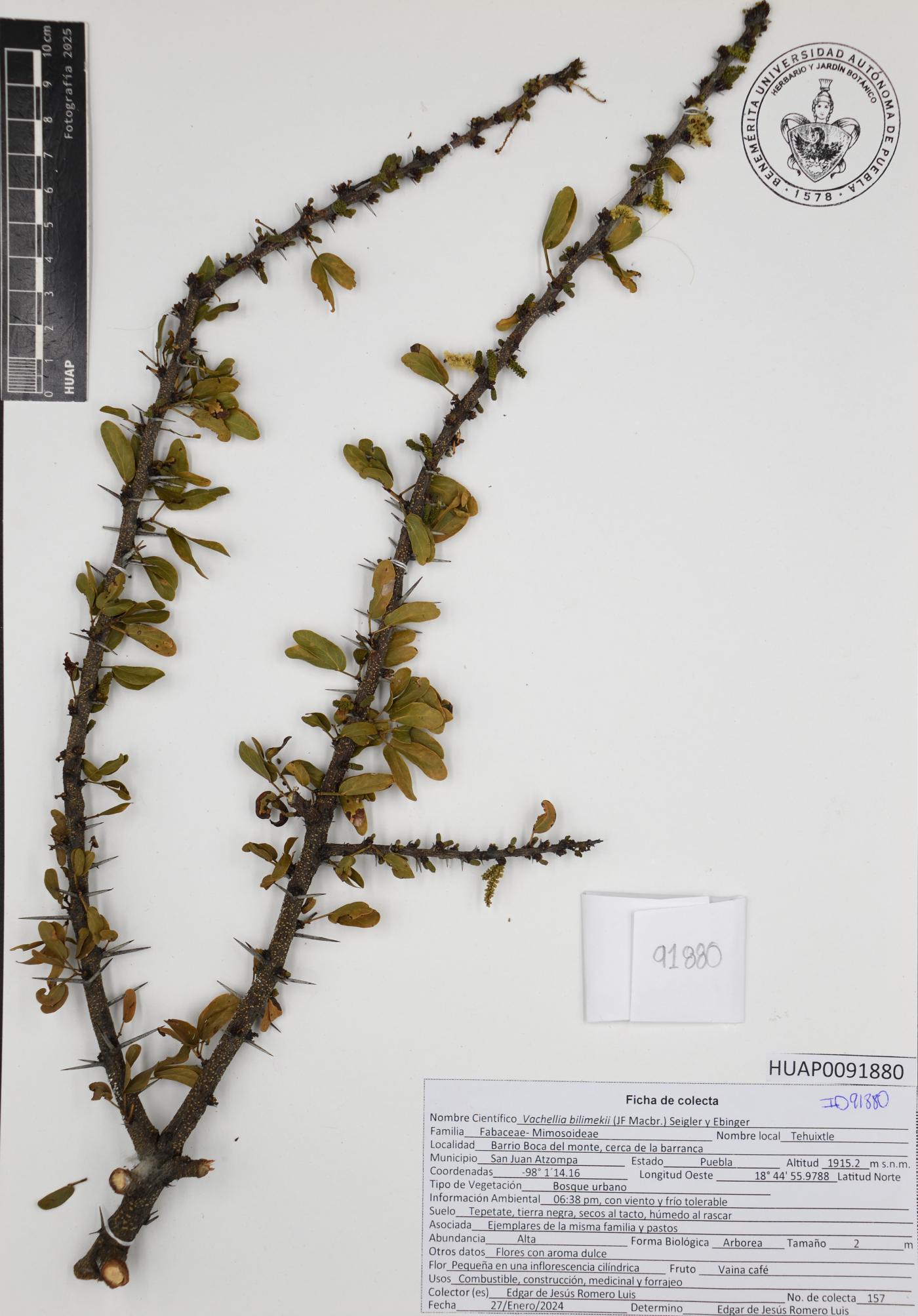 Vachellia bilimekii image