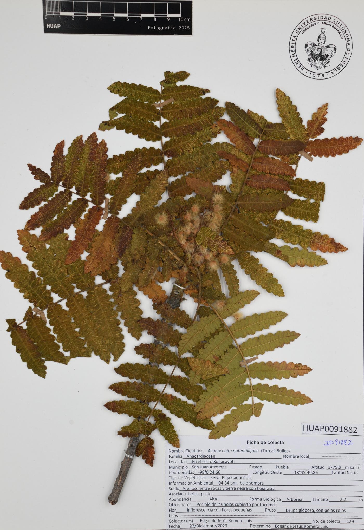 Actinocheita filicina image