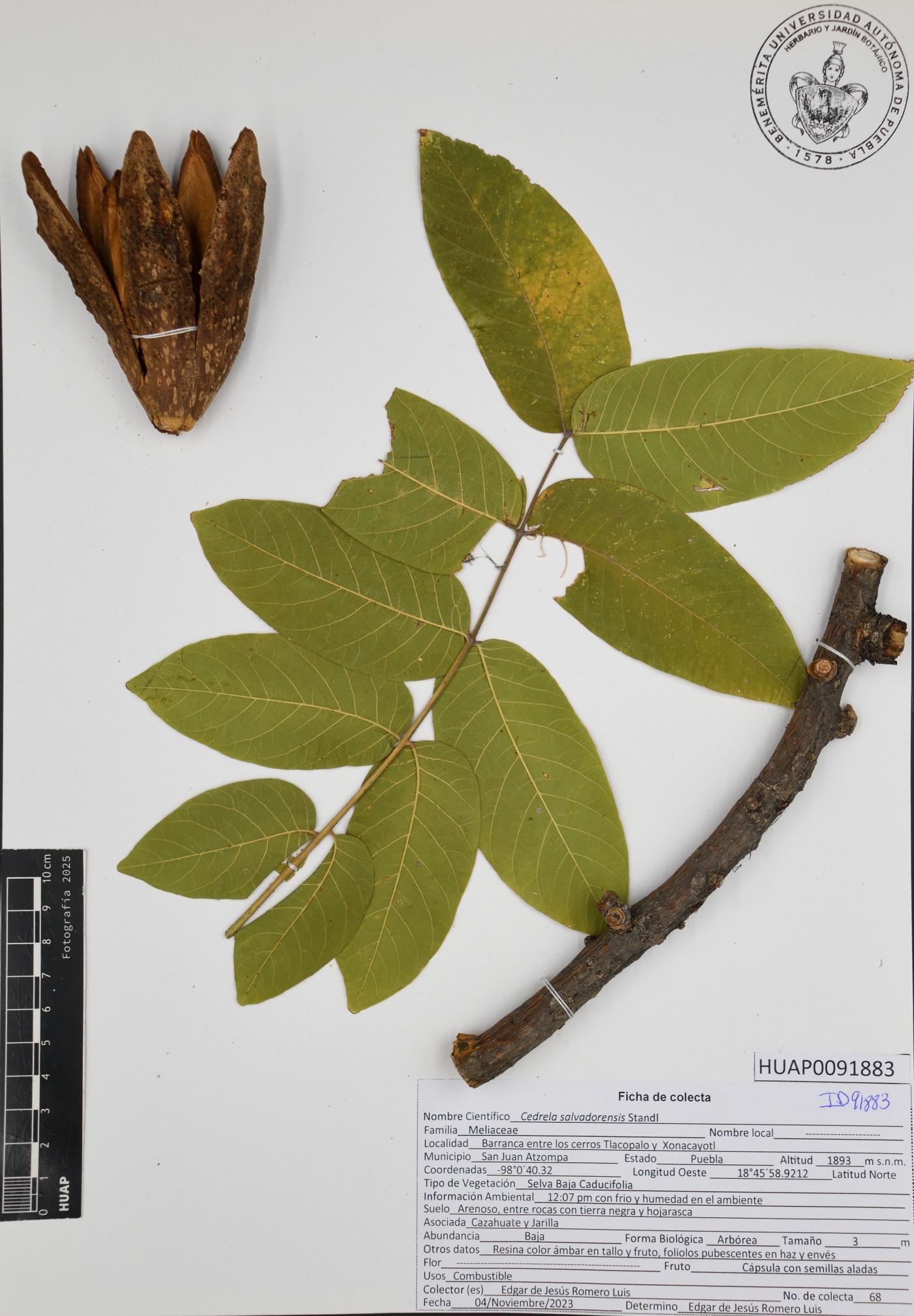 Cedrela salvadorensis image