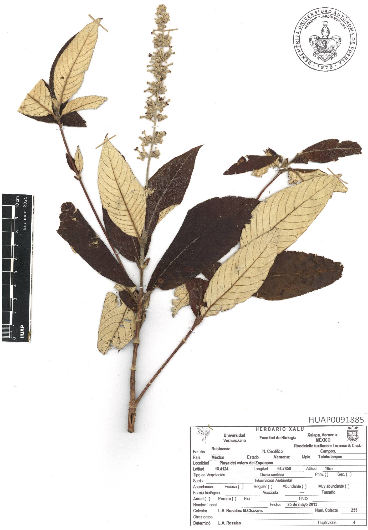 Arachnothryx tuxtlensis image