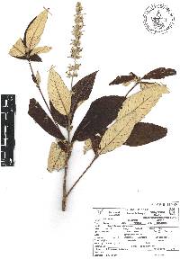 Arachnothryx tuxtlensis image