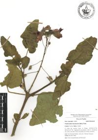 Proboscidea louisianica image