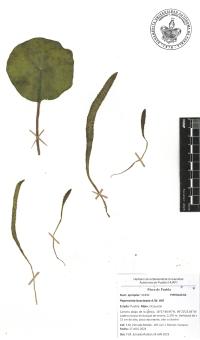 Peperomia bracteata image