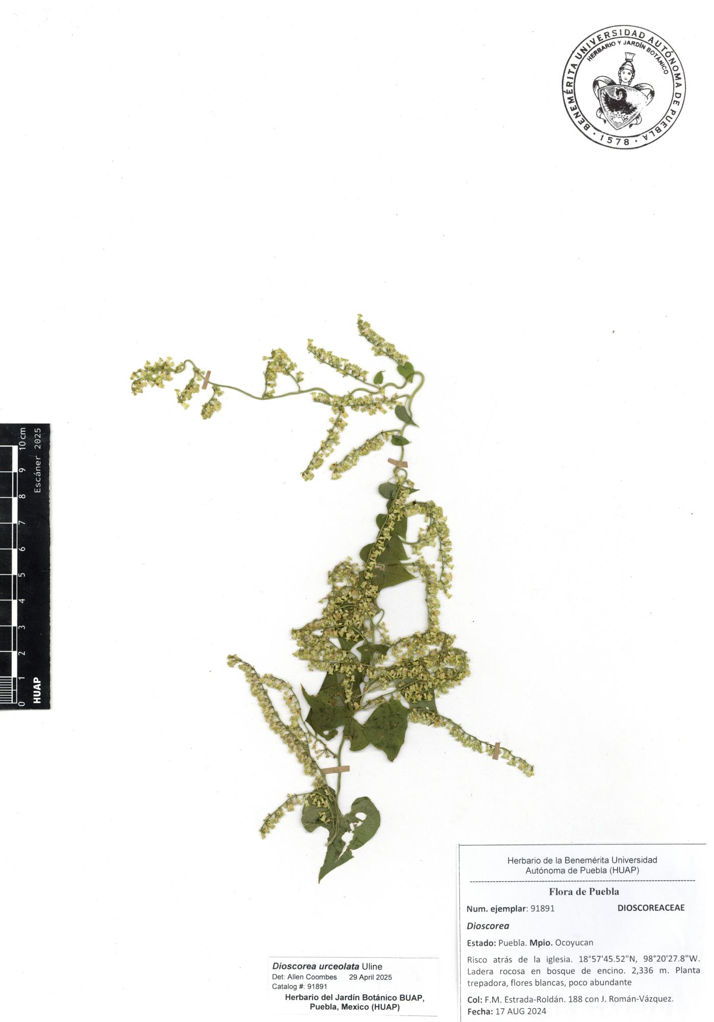 Dioscorea urceolata image