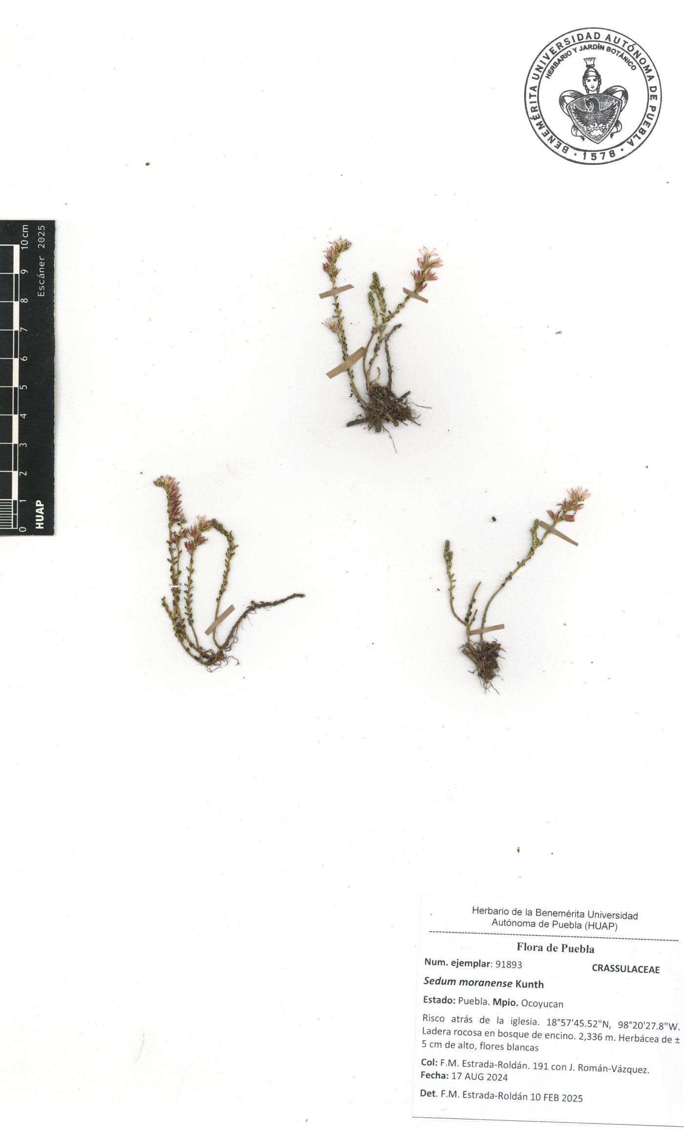 Sedum moranense image