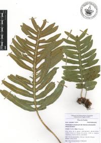 Phlebodium pseudoaureum image