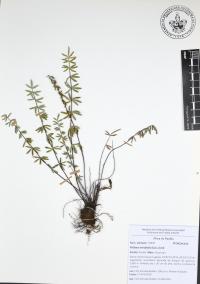 Pellaea ternifolia image