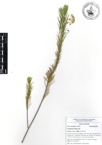 Asclepias linaria image