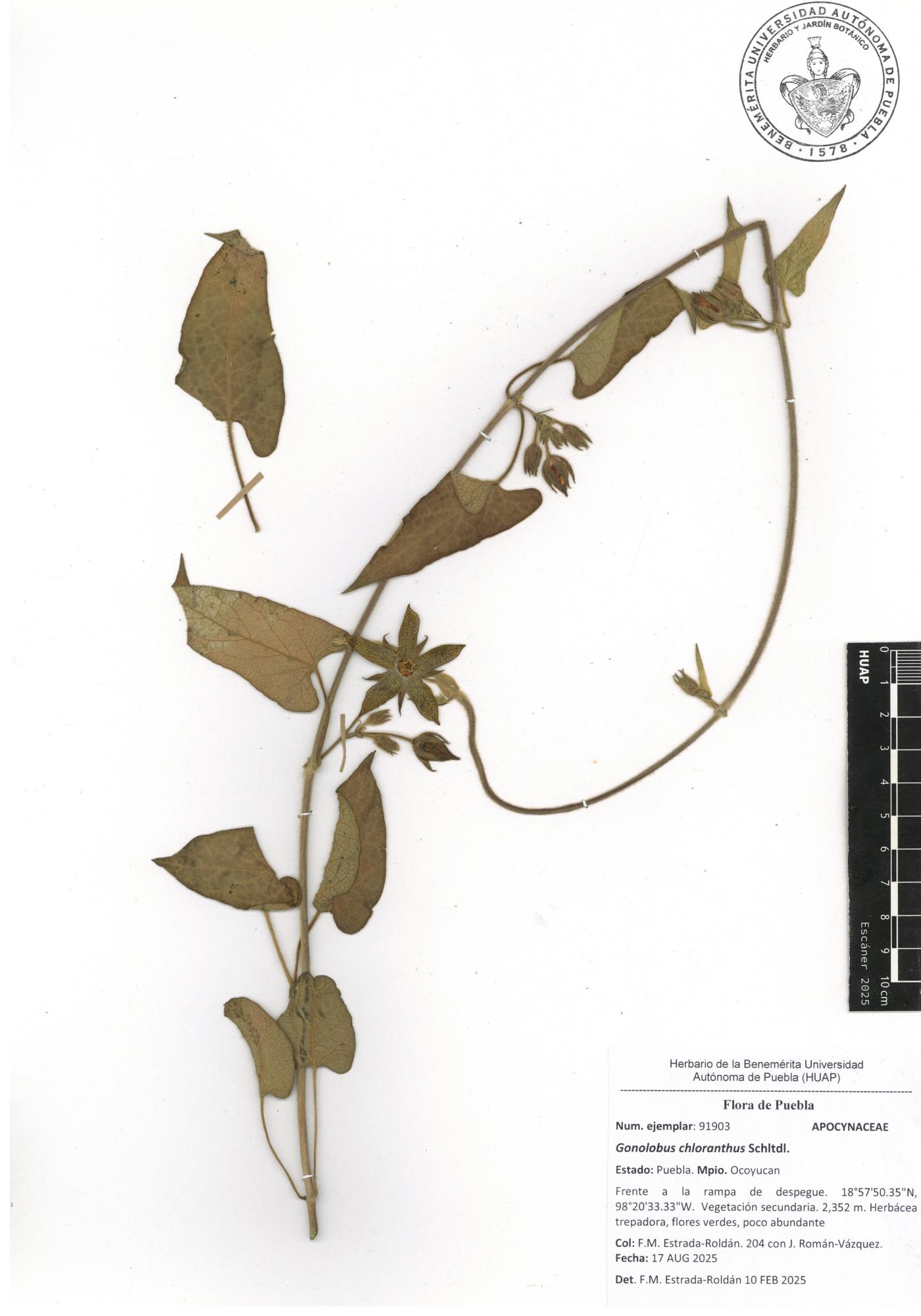 Gonolobus chloranthus image