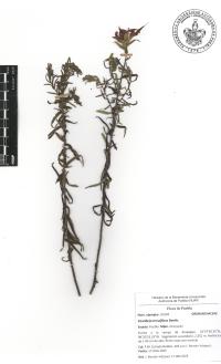 Castilleja tenuiflora image