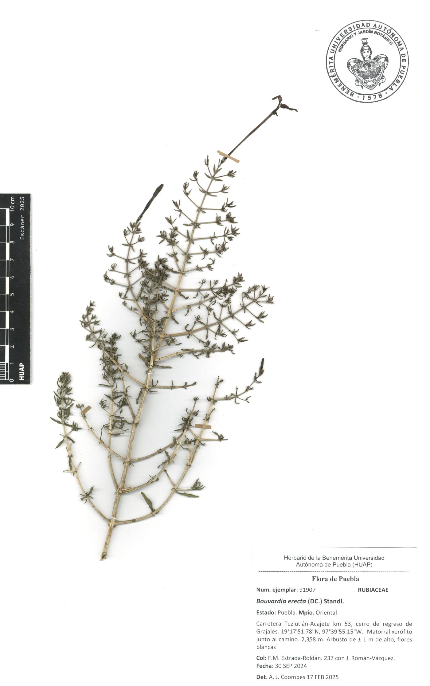 Bouvardia erecta image