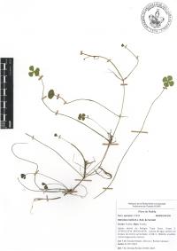 Marsilea mollis image