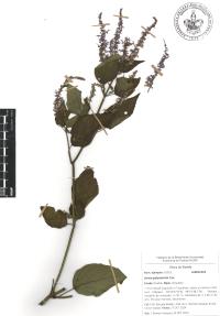 Salvia polystachia image