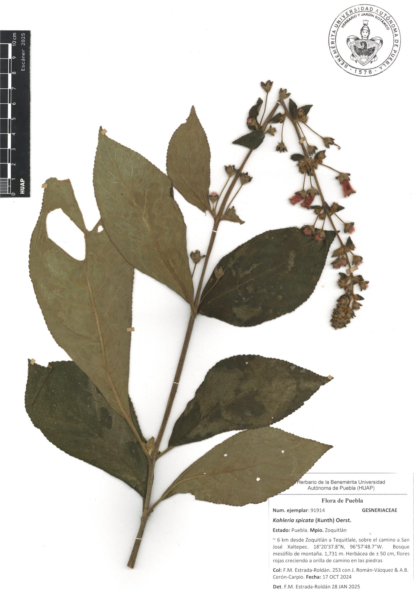 Kohleria spicata image