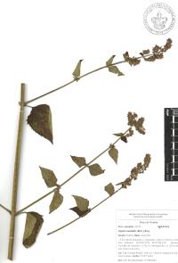 Cantinoa mutabilis image