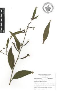 Ludwigia octovalvis image