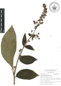 Kohleria spicata image