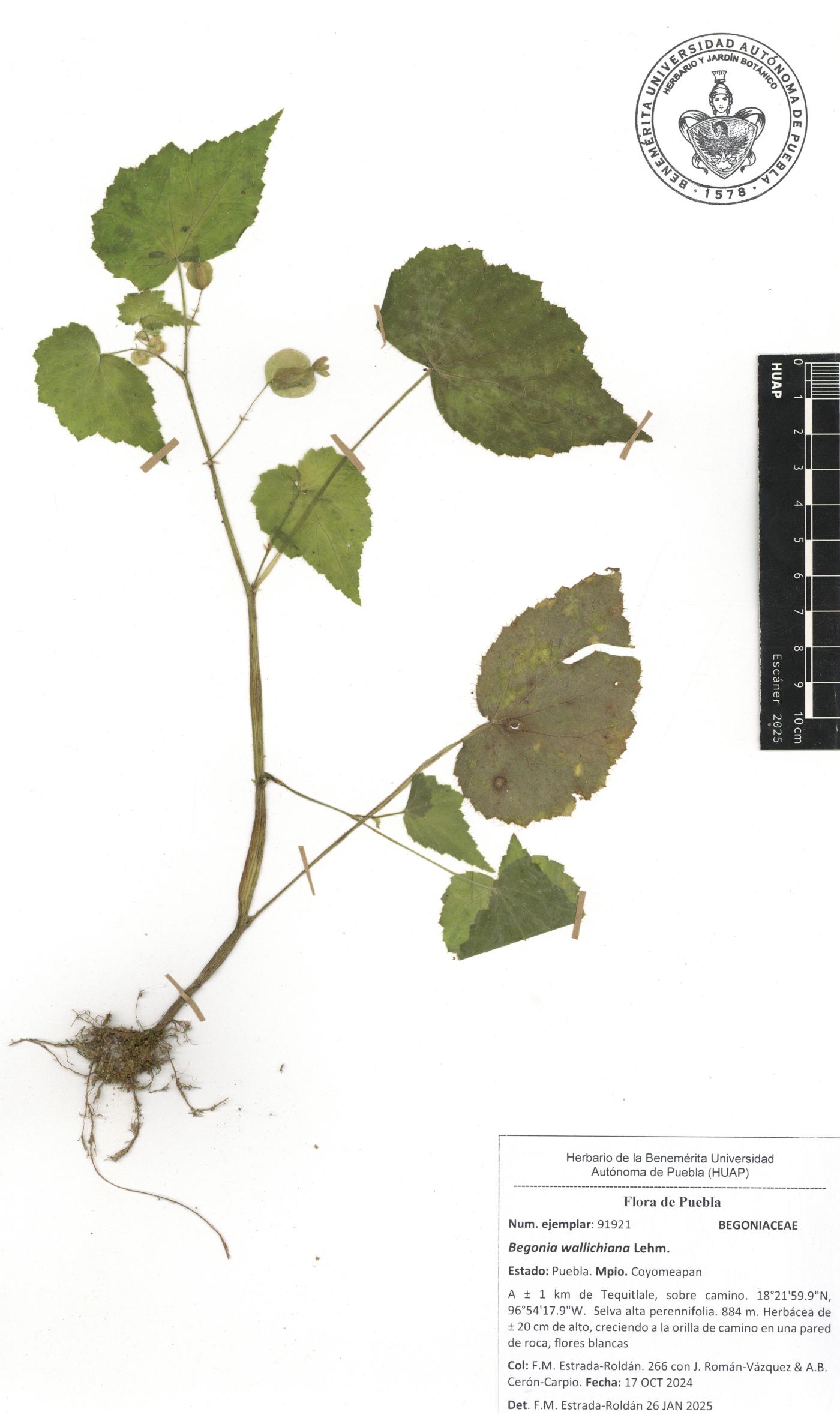 Begonia wallichiana image