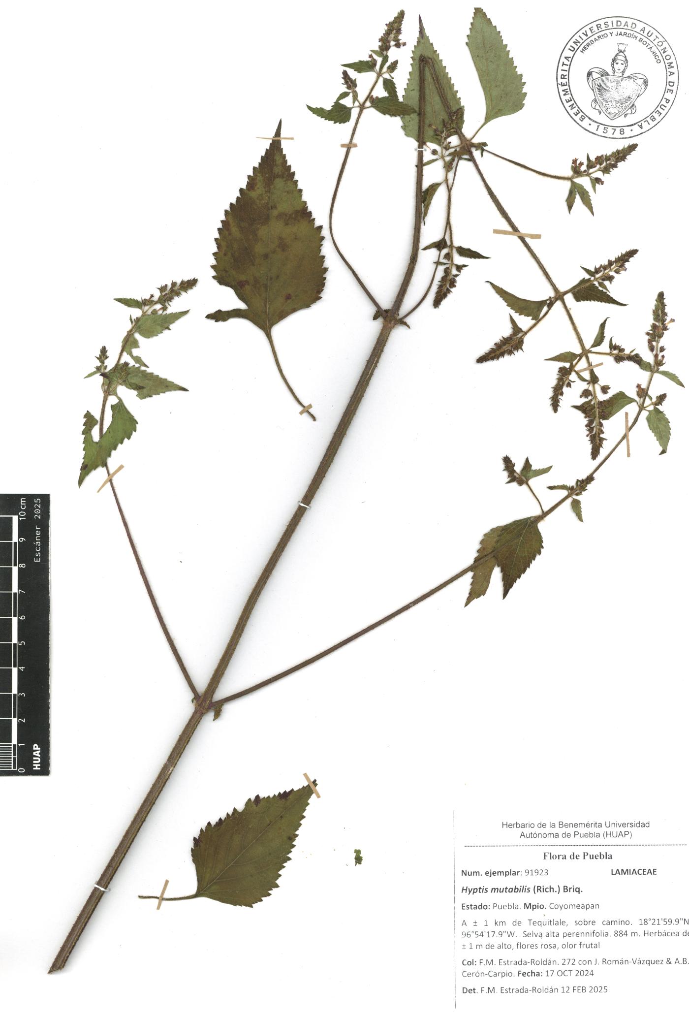 Cantinoa mutabilis image