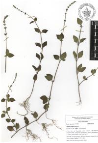 Salvia misella image