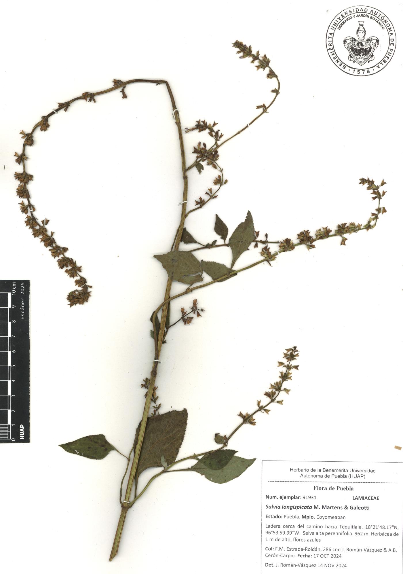 Salvia longispicata image