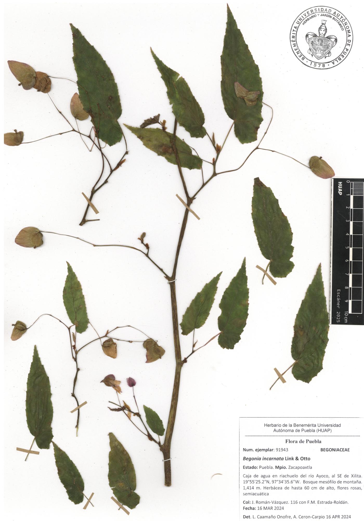 Begonia incarnata image