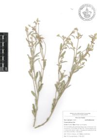 Croton dioicus image