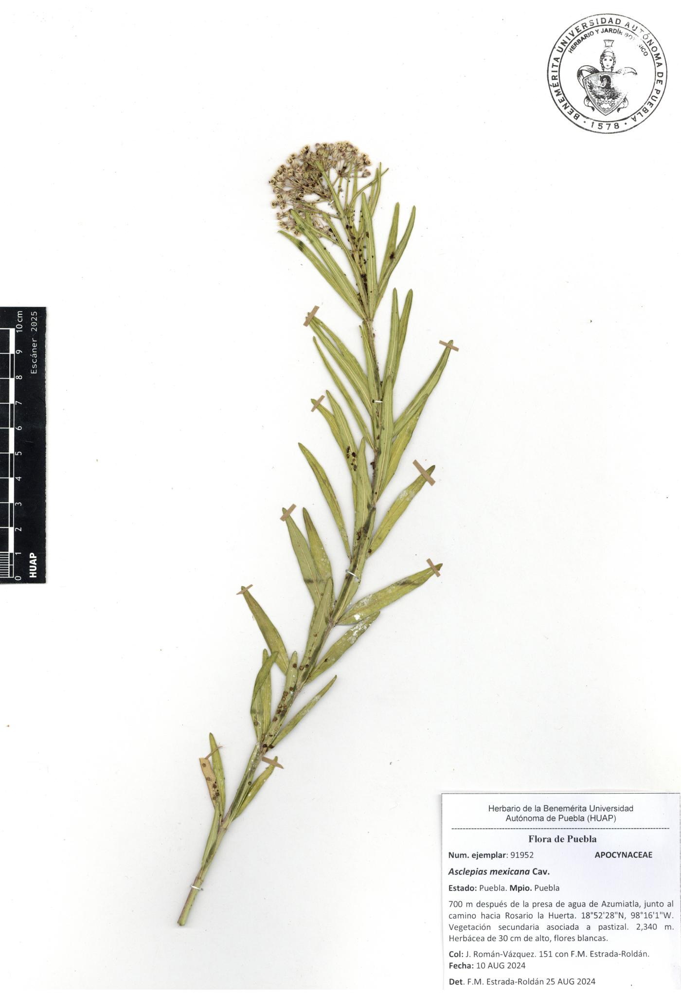 Asclepias fascicularis image