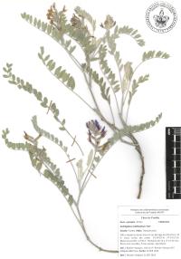 Astragalus mollissimus image