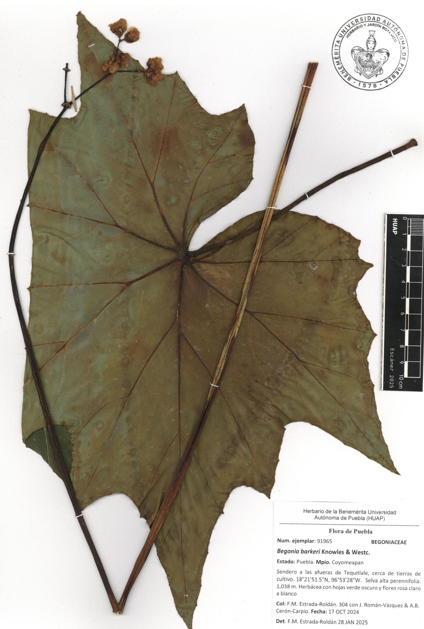Begonia barkeri image