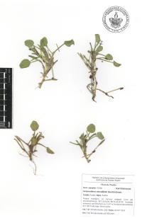 Heteranthera rotundifolia image