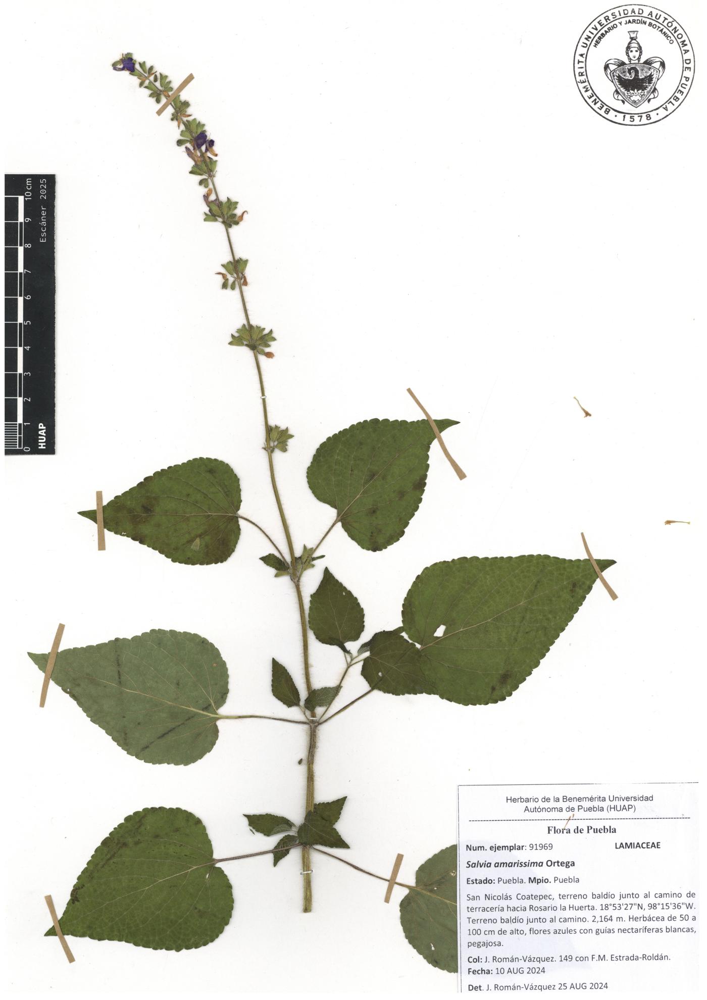 Salvia amarissima image