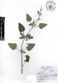 Salvia fulgens image