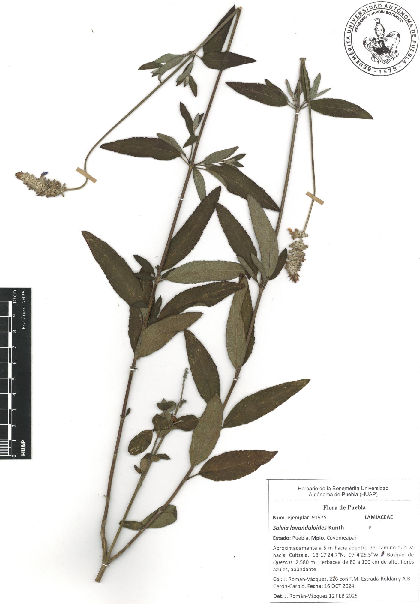 Salvia lavanduloides image