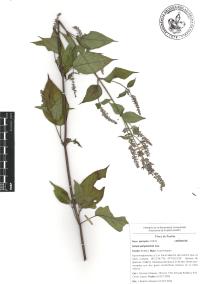 Salvia polystachia image