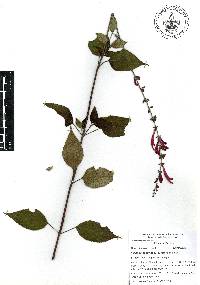 Salvia cinnabarina image