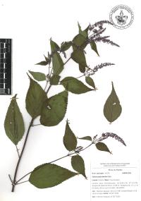 Salvia polystachia image