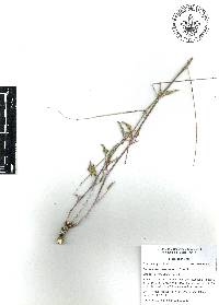 Commicarpus scandens image