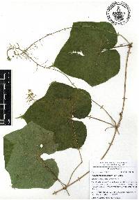 Microsechium palmatum image