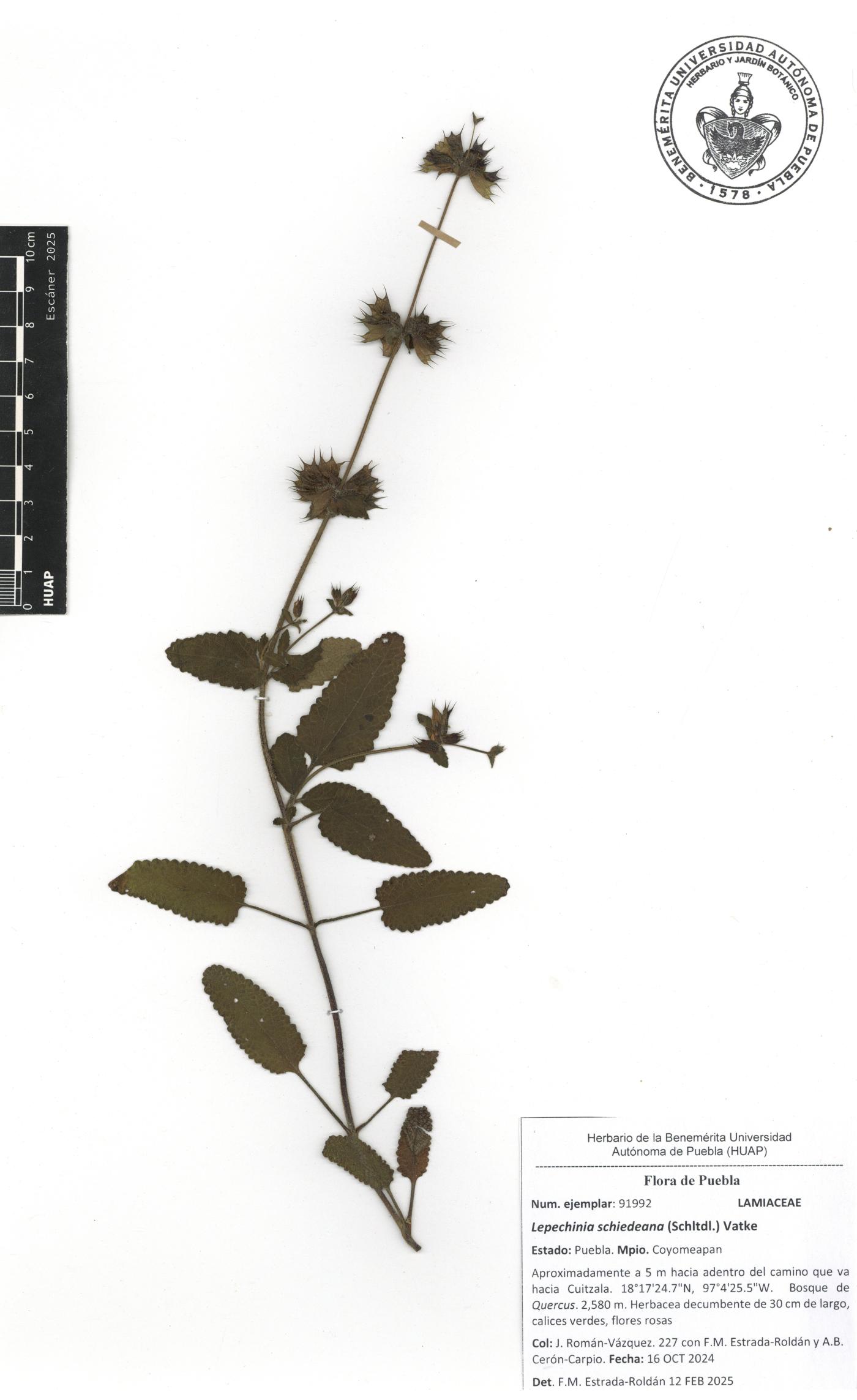 Lepechinia schiedeana image