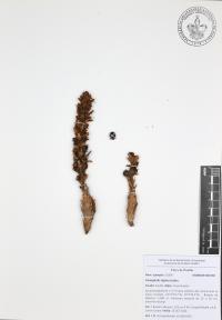 Conopholis alpina image