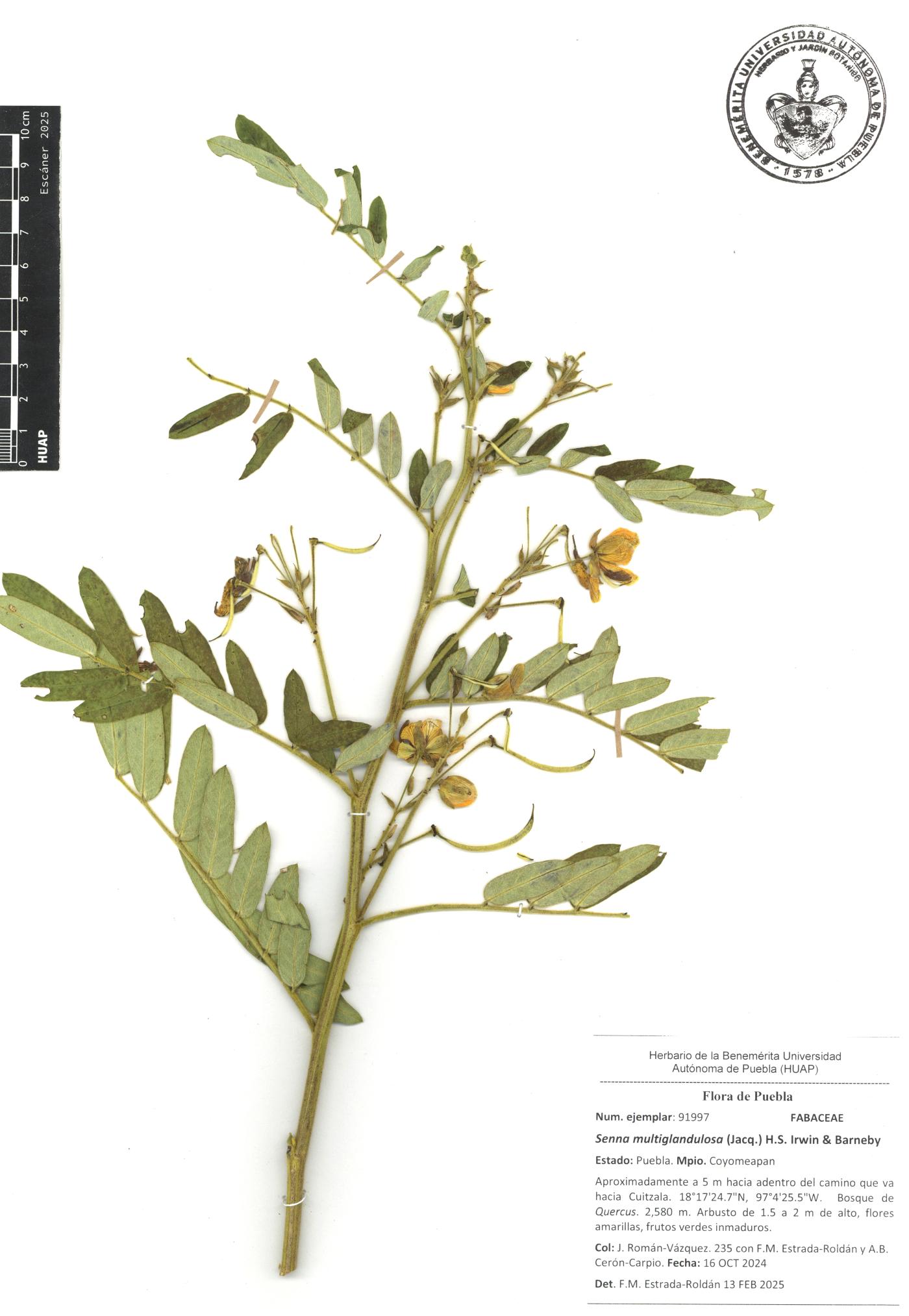 Senna multiglandulosa image