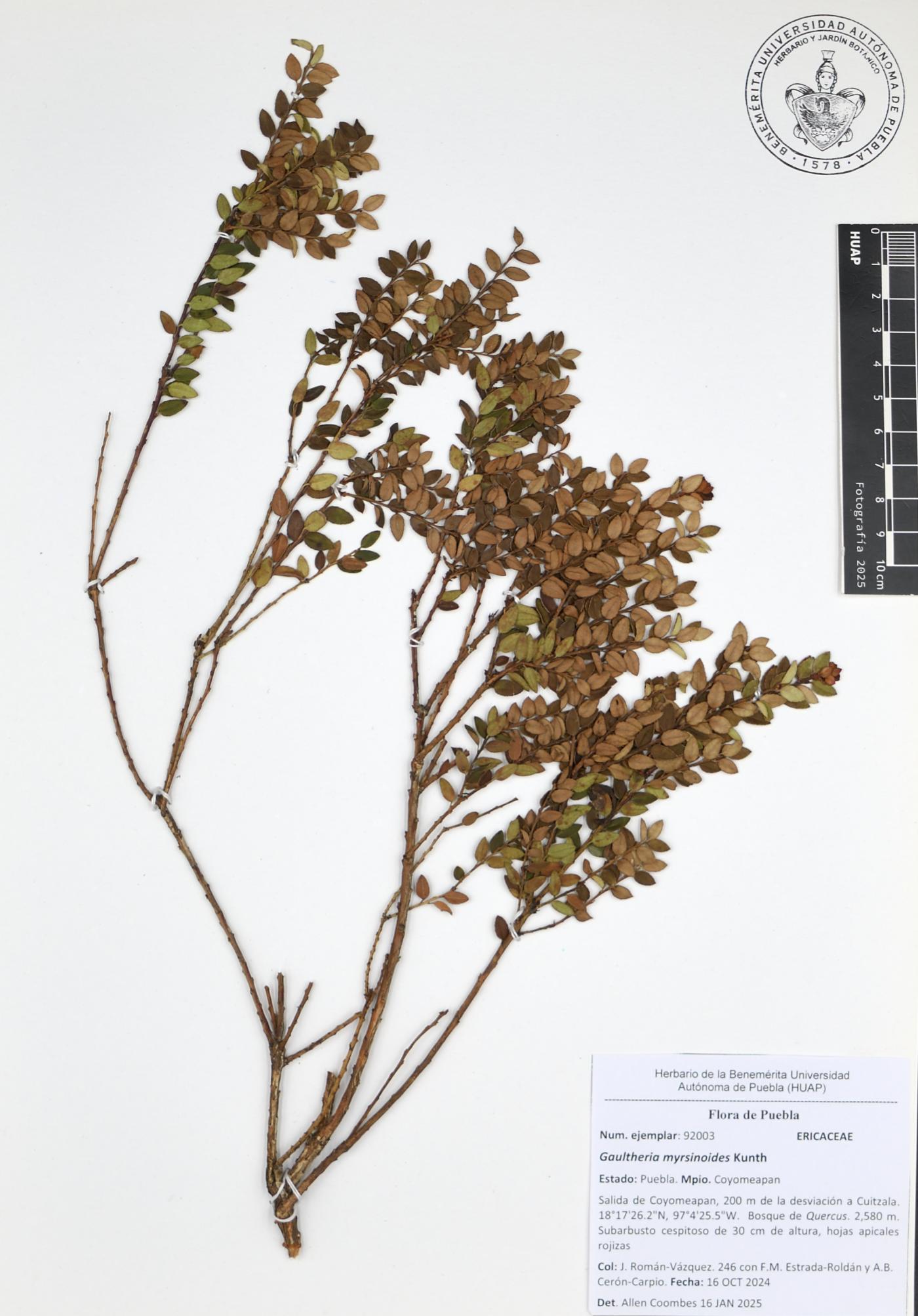 Gaultheria myrsinoides image