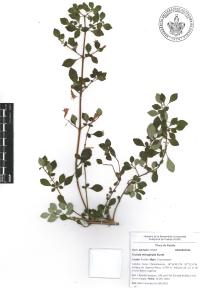 Fuchsia microphylla image