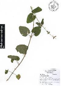 Stachys coccinea image