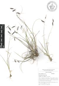 Bouteloua hirsuta image