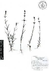 Buchnera pusilla image