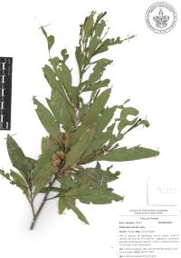 Dodonaea viscosa image